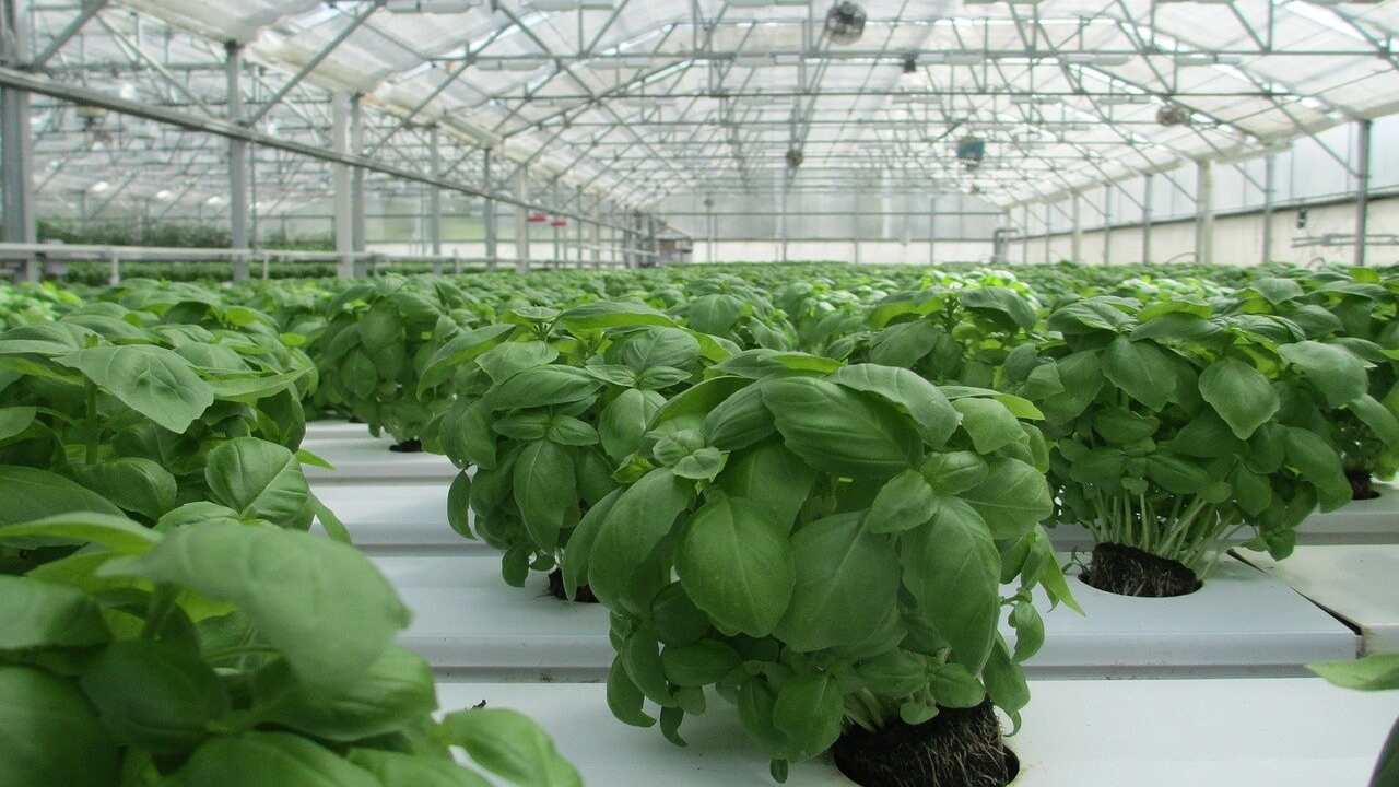 How To Grow Basil In A Greenhouse - 6 Easy Steps