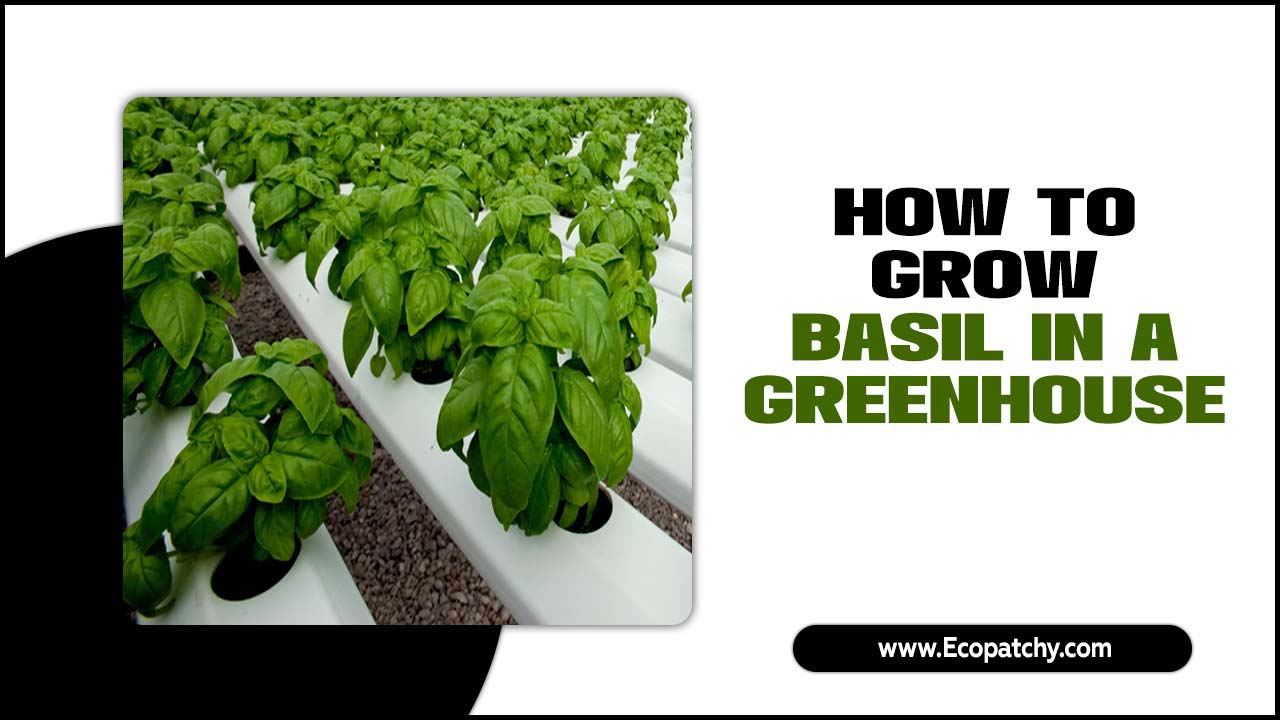 How To Grow Basil In A Greenhouse