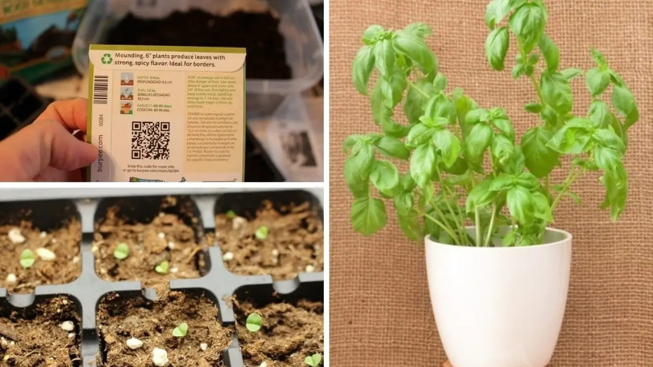 How To Grow Basil Plants At Home - 8 Steps