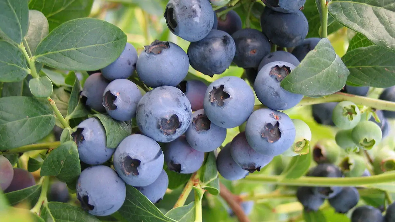 How To Grow Blueberries In Containers Step-By-Step Guide