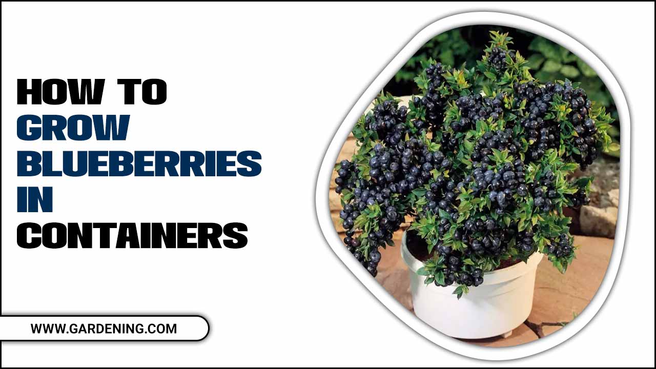 How To Grow Blueberries In Containers