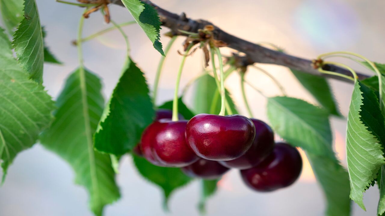 How To Grow Cherry Trees In A Greenhouse - 5 Natural Ways