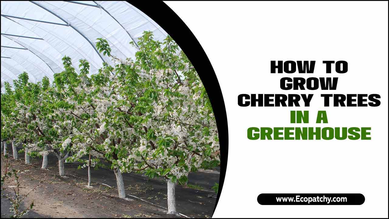 How To Grow Cherry Trees In A Greenhouse
