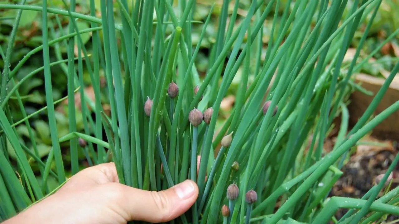 How To Grow Chive Plants Indoors – Simple 6 Ways