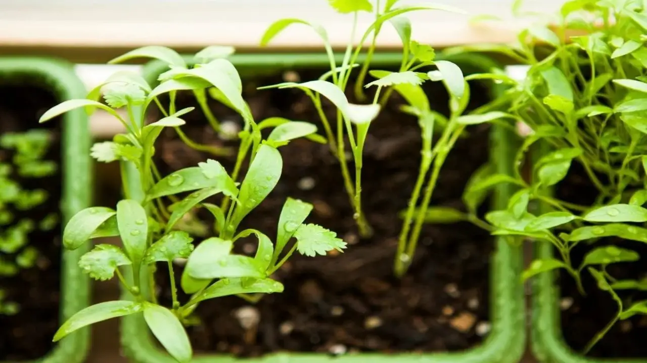 How To Grow Cilantro Plant From Seeds - 6 Easy Ways