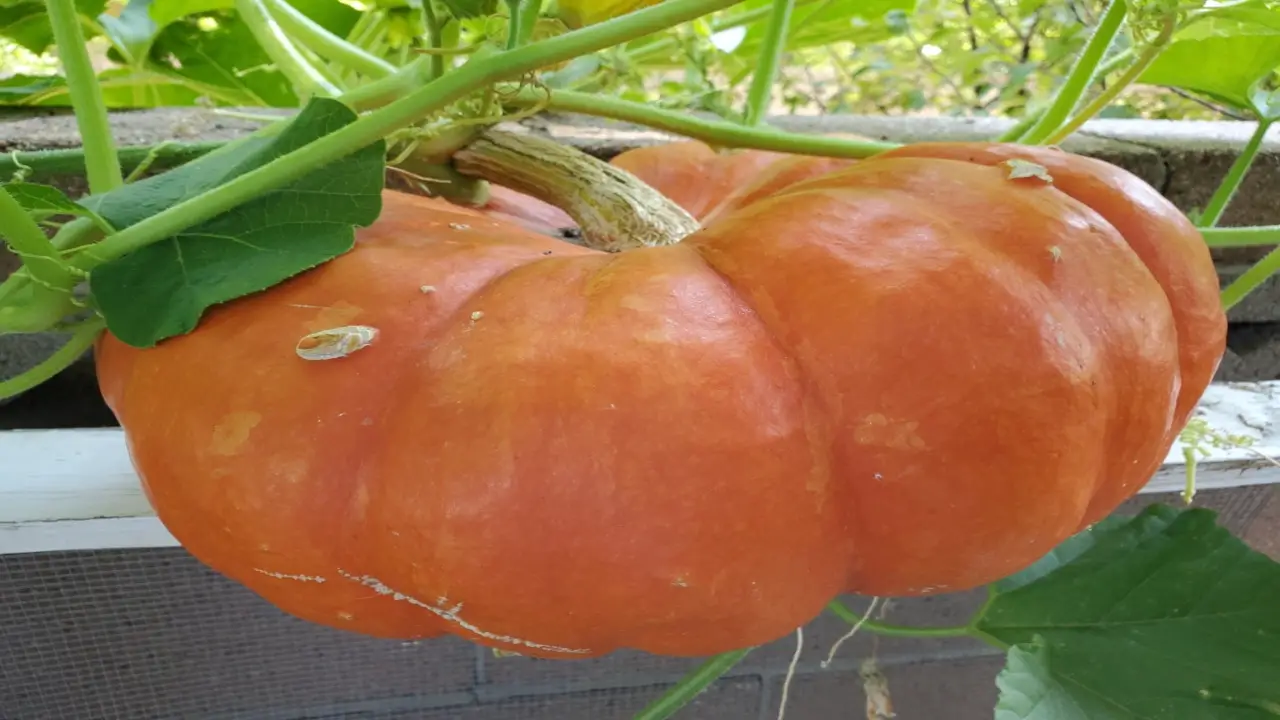 How To Grow Cinderella Pumpkins For High Yield Harvests - 6 Easy Ways
