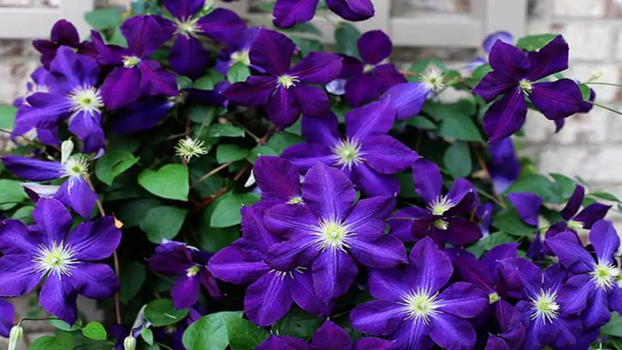 How To Grow Clematis And Keep It Coming Back 8 Tips