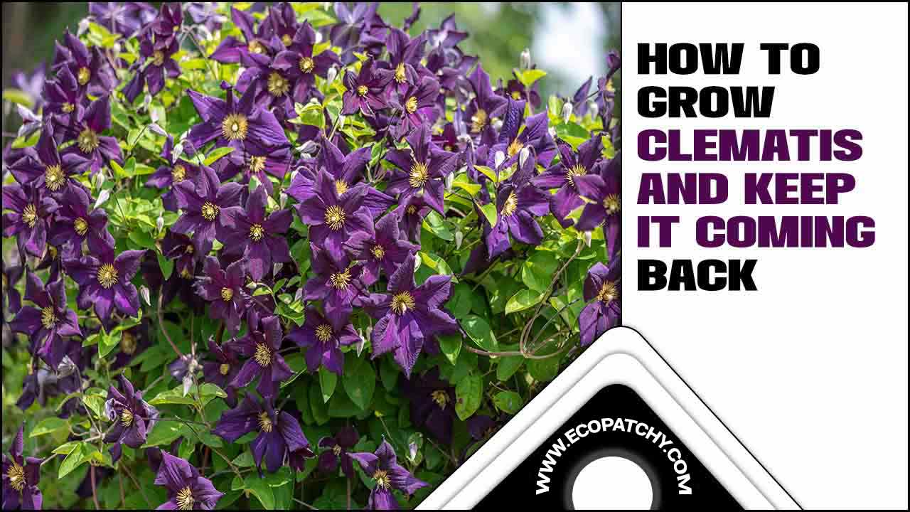 How To Grow Clematis And Keep It Coming Back