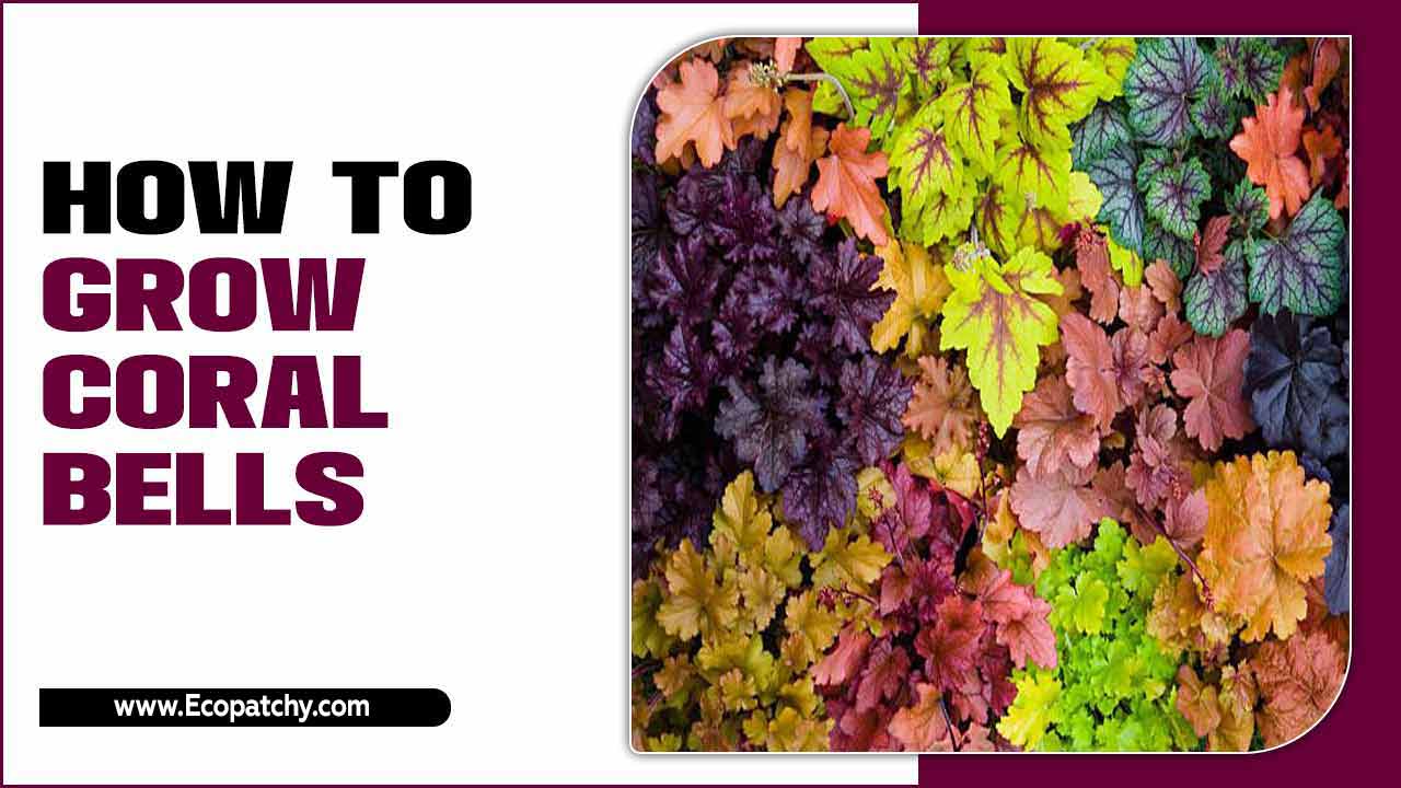 How To Grow Coral Bells