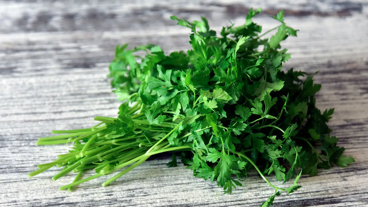 How To Grow Curly Parsley
