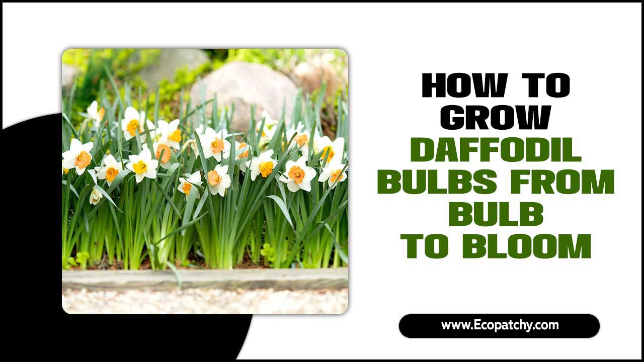 How To Grow Daffodil Bulbs From Bulb To Bloom