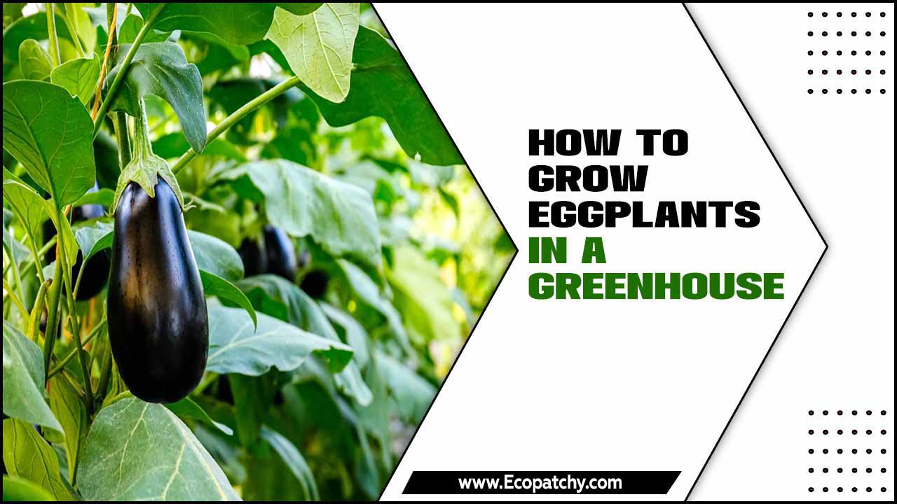 How To Grow Eggplants In A Greenhouse