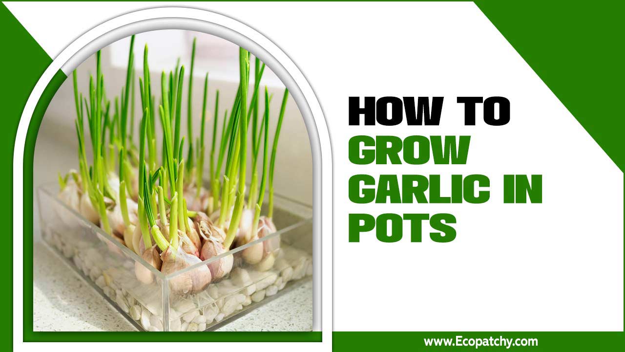 How To Grow Garlic In Pots