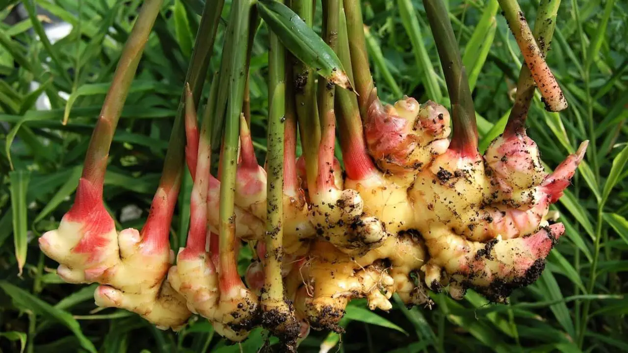 How To Grow Ginger - 8 Quick Tips
