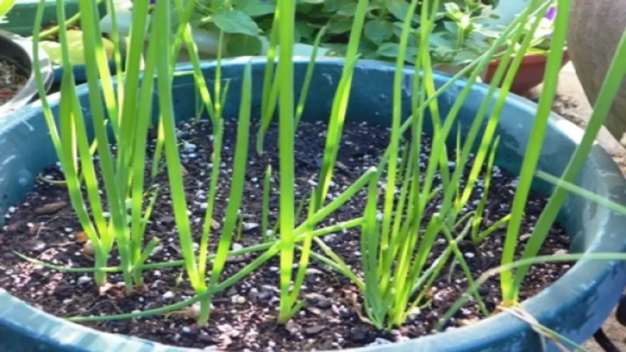 How To Grow Green Onions In Containers A Step-By-Step Guide