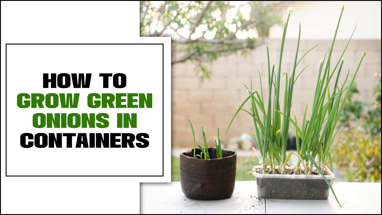 How To Grow Green Onions In Containers