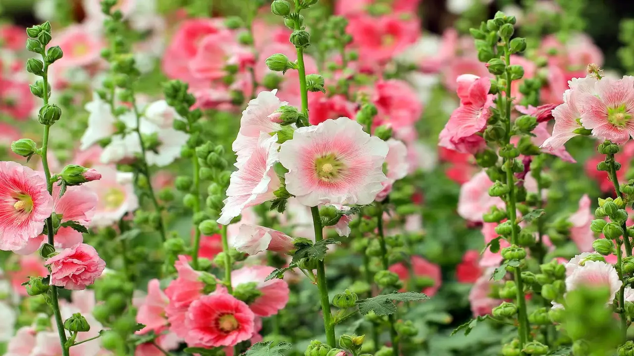 How To Grow Hollyhocks - A Step-By-Step Guide