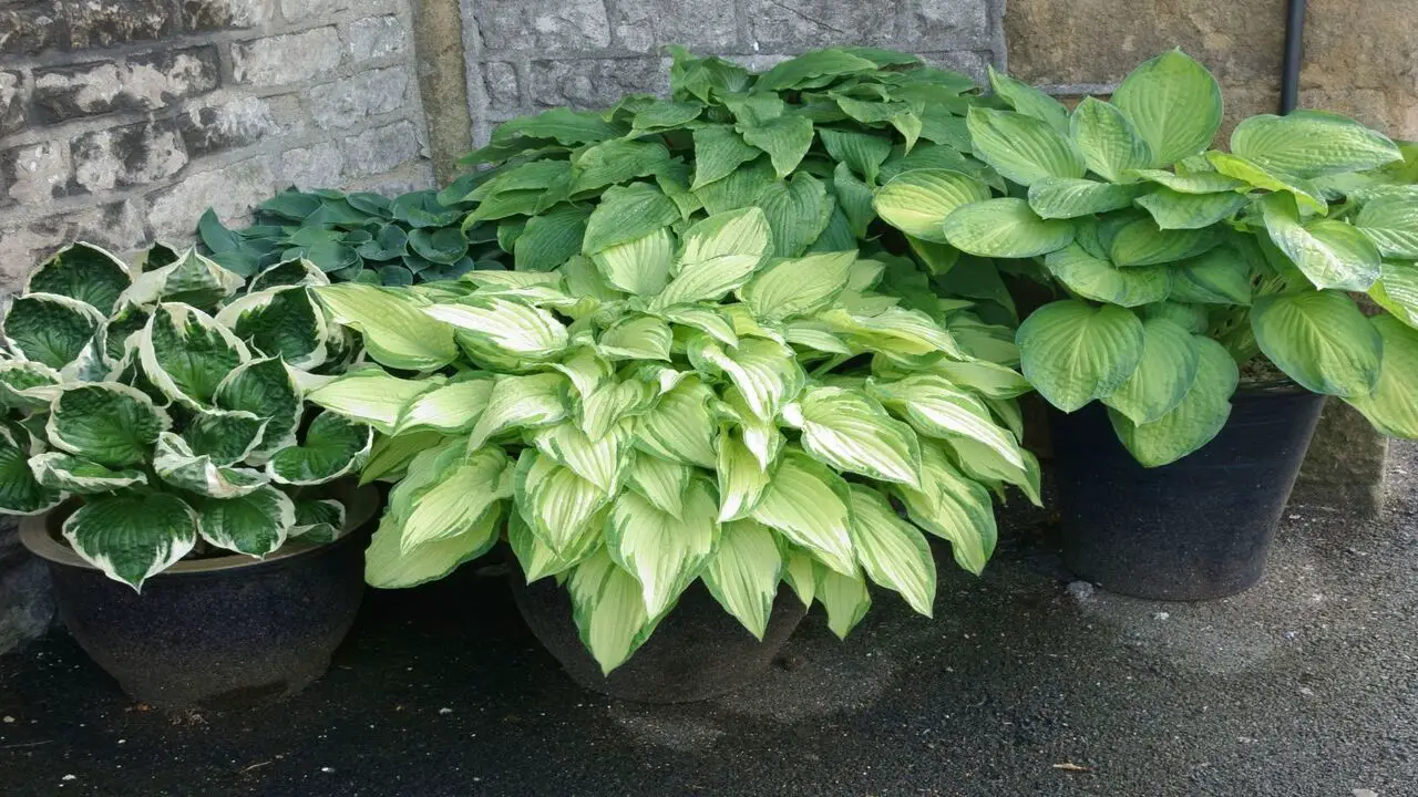 How To Grow Hostas In Pots - Full Discussion
