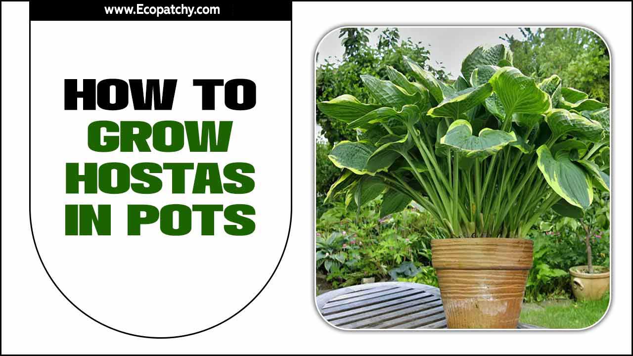 How To Grow Hostas In Pots