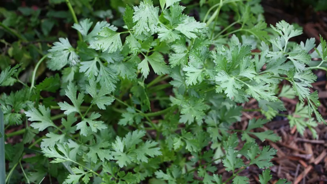 How To Grow Japanese Parsley