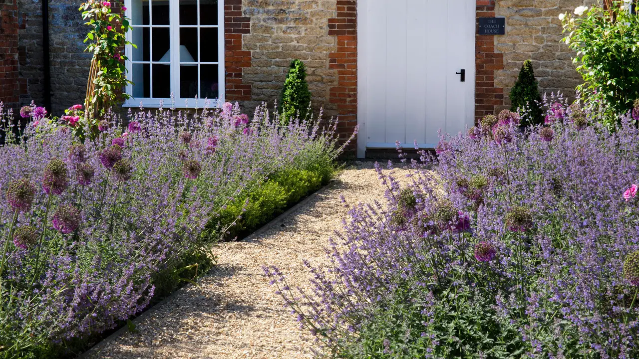 How To Grow Lavender In Pots Successfully A Step-By-Step Guide