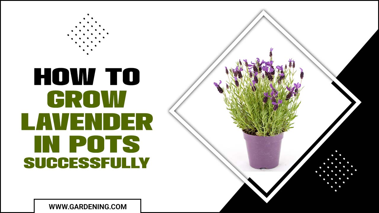 How To Grow Lavender In Pots Successfully