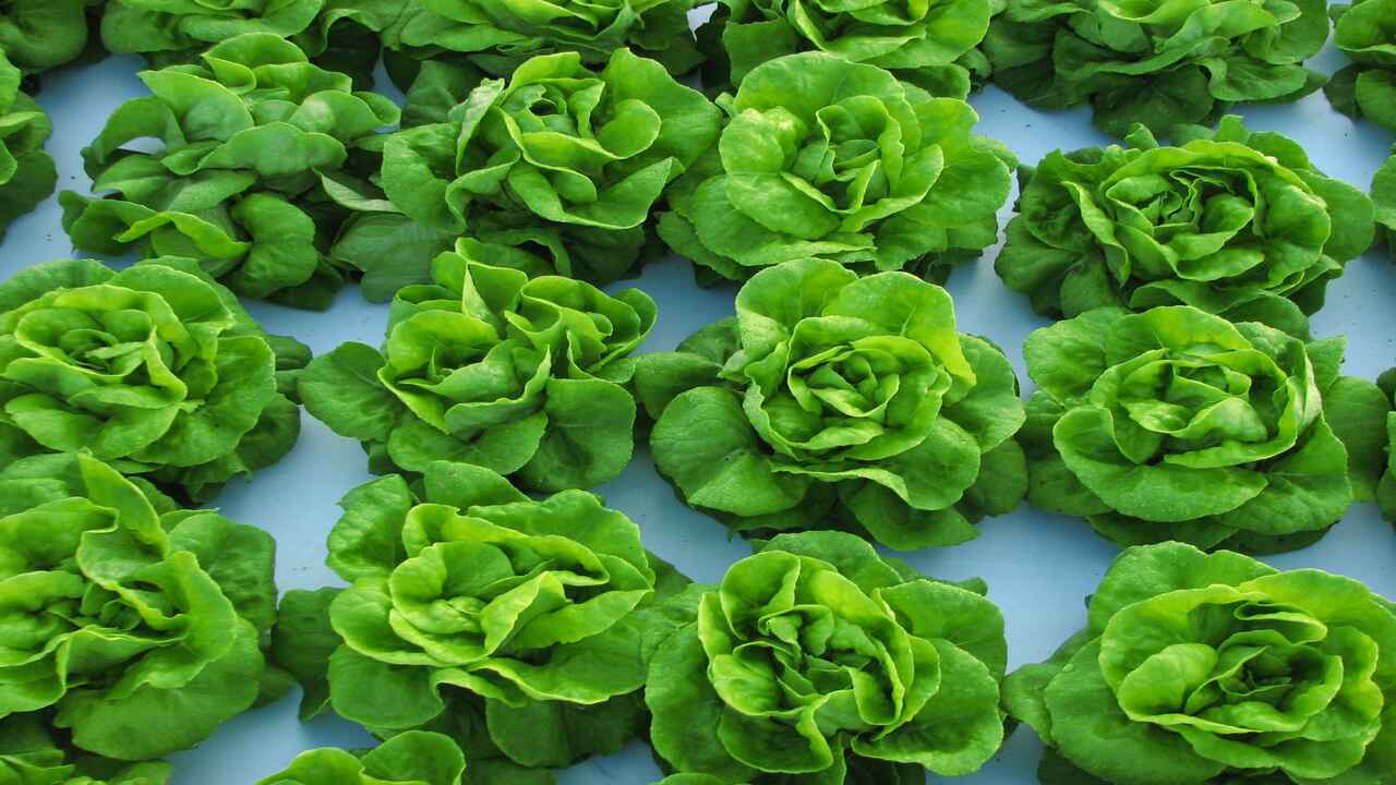 How To Grow Lettuce In A Greenhouse - 6 Easy Tips