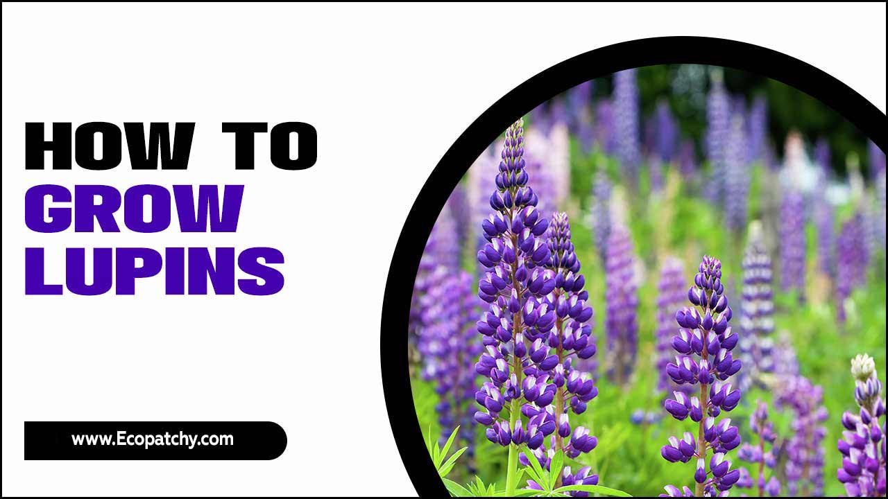 How To Grow Lupins