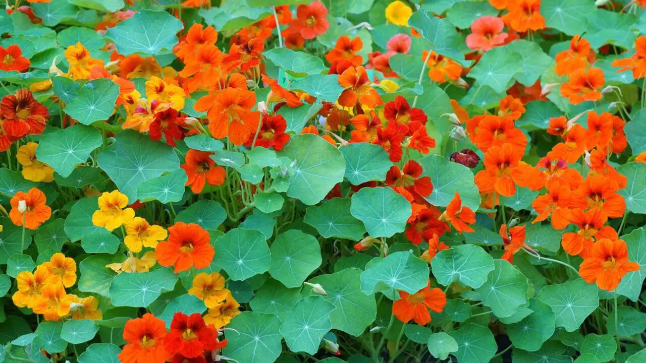 How To Grow Nasturtium From Seed To Flower - 5 Easy Steps