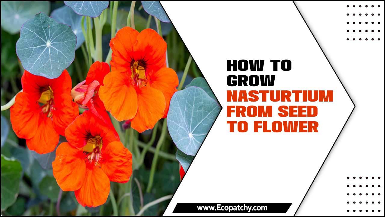 How To Grow Nasturtium From Seed To Flower
