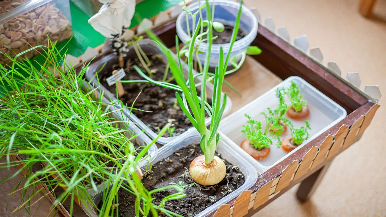 How To Grow Onions In Containers - Full Discussion