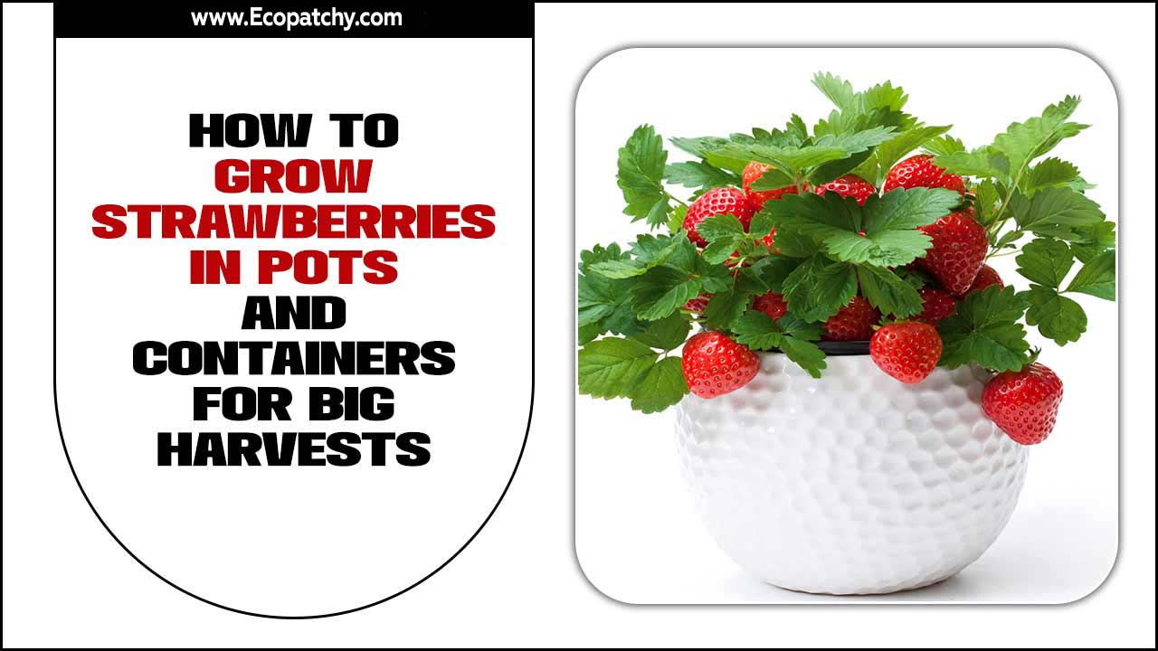 How To Grow Strawberries In Pots And Containers For Big Harvests