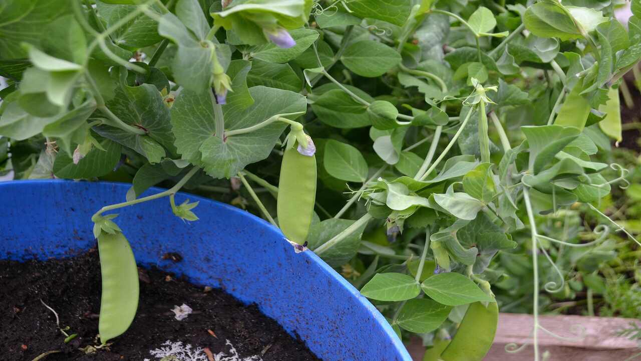 How To Grow Sugar Snap Peas In A Greenhouse - Full Process