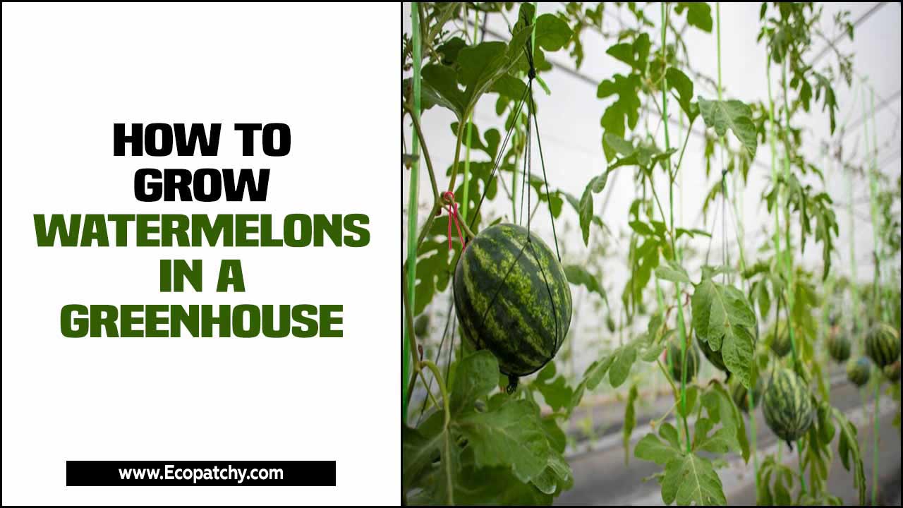 How To Grow Watermelons In A Greenhouse – Unlocking The Potential