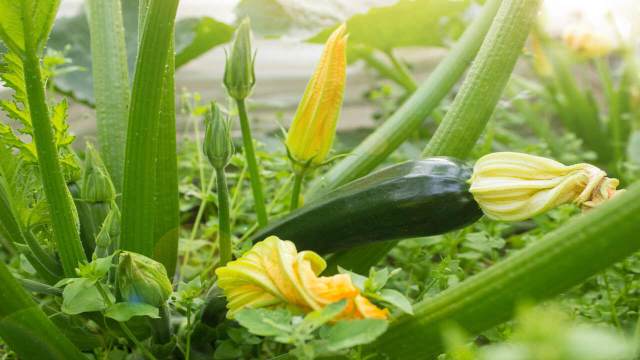 How To Grow Zucchini In A Greenhouse: 5 Naturally Ways