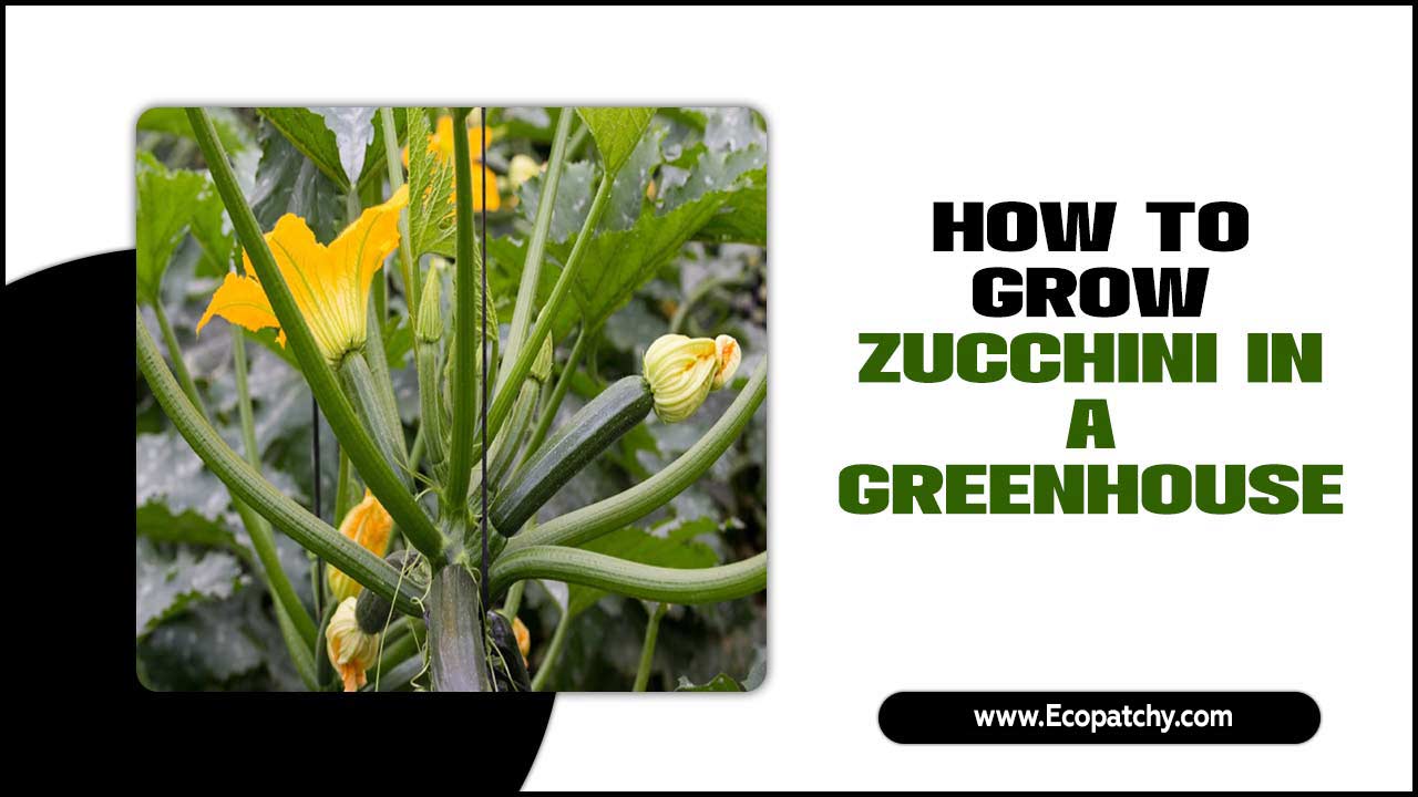 How To Grow Zucchini In A Greenhouse