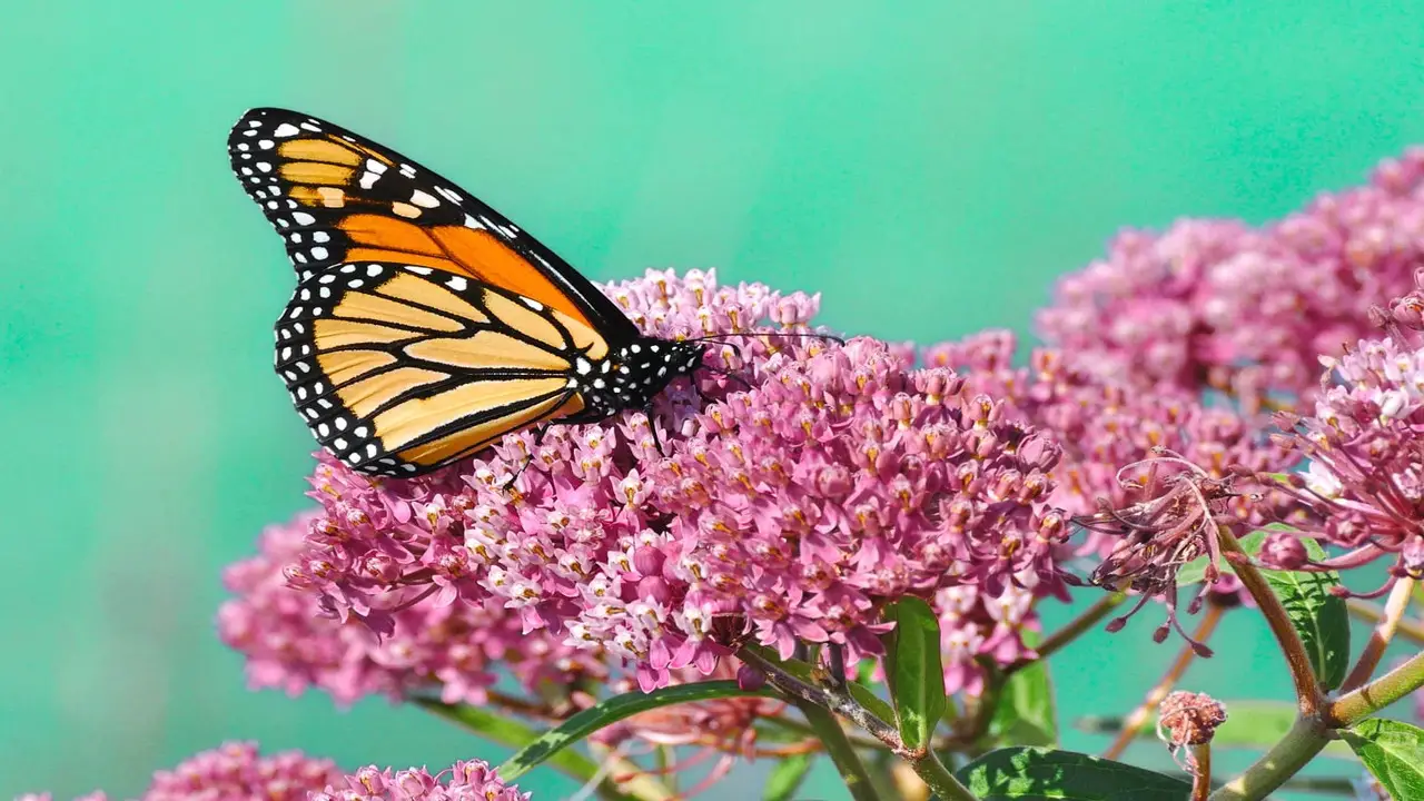 How To Growing Milkweed For Monarch Butterflies Step-By-Step Instructions