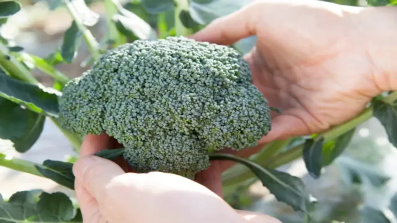 How To Harvest Broccoli Correctly