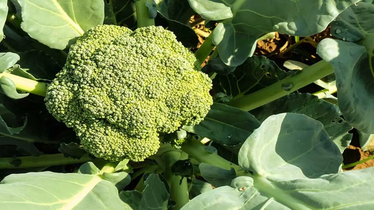 How To Harvest Broccoli From A Container