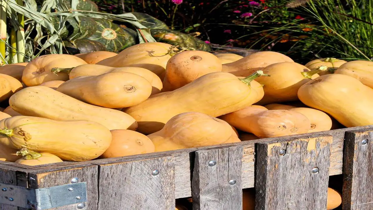How To Harvest Butternut Squash