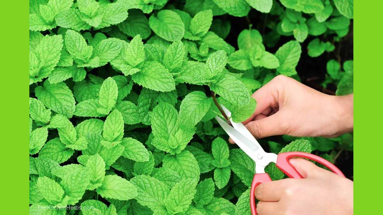 How To Harvest Mint Without Damaging Your Plants: Quick Guide