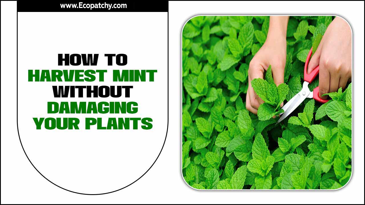 How To Harvest Mint Without Damaging Your Plants