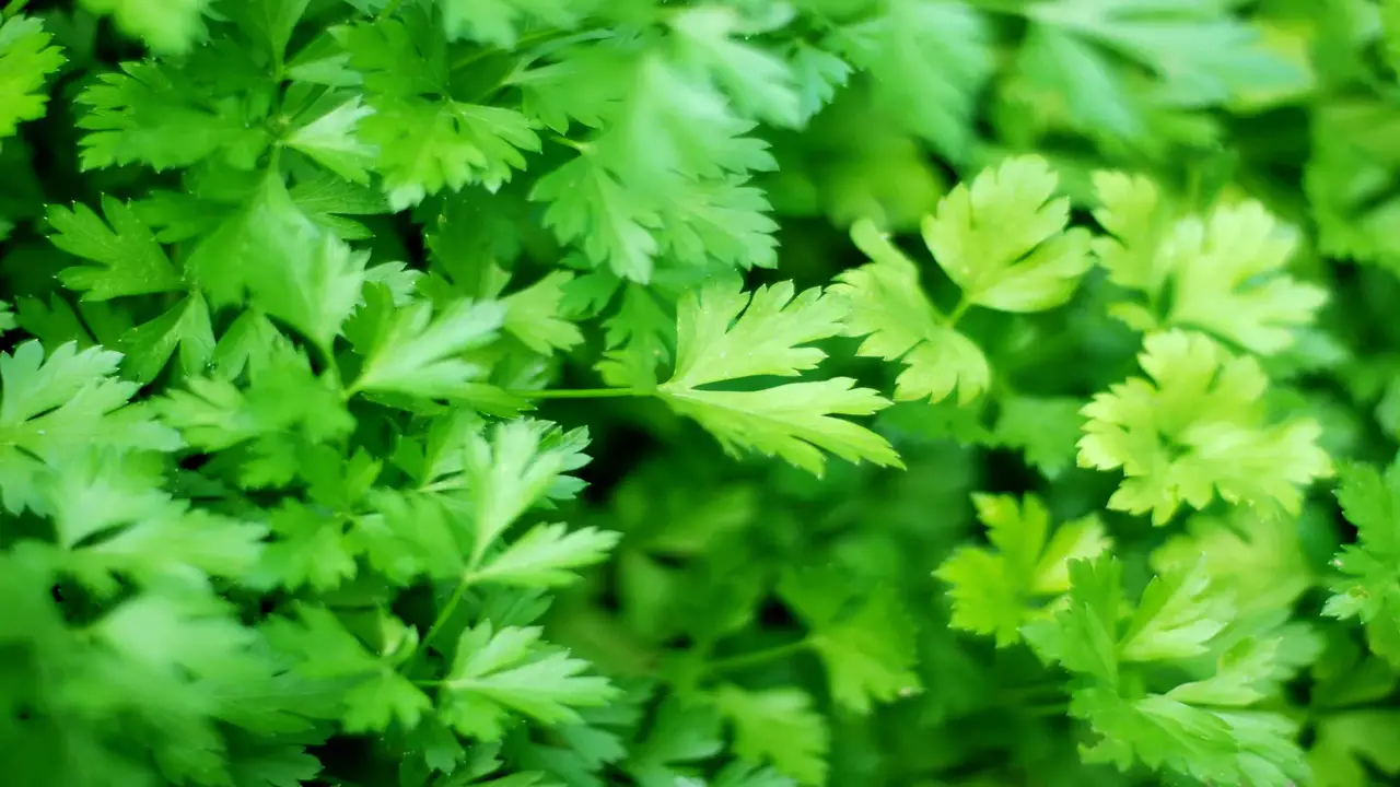 How To Harvest Parsley Plant The Right 5 Ways