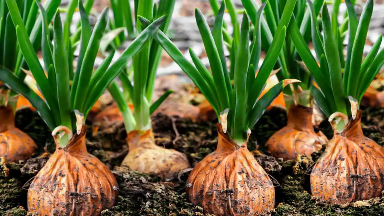 How To Harvest Your Container-Grown Onion Crop