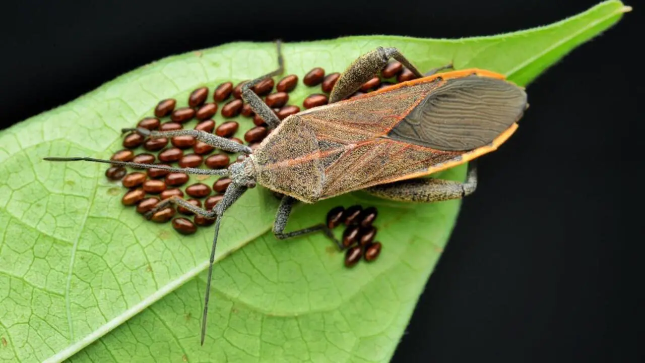 How To Identify Squash Bugs