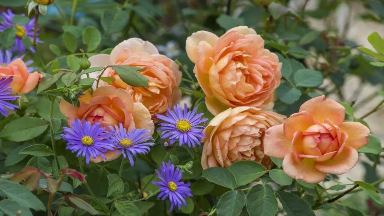 How To Introduce Companion Plants To Your Rose Garden