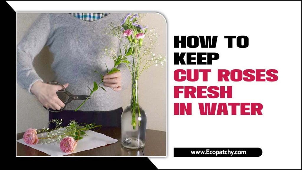How To Keep Cut Roses Fresh In Water Unlock the Secret