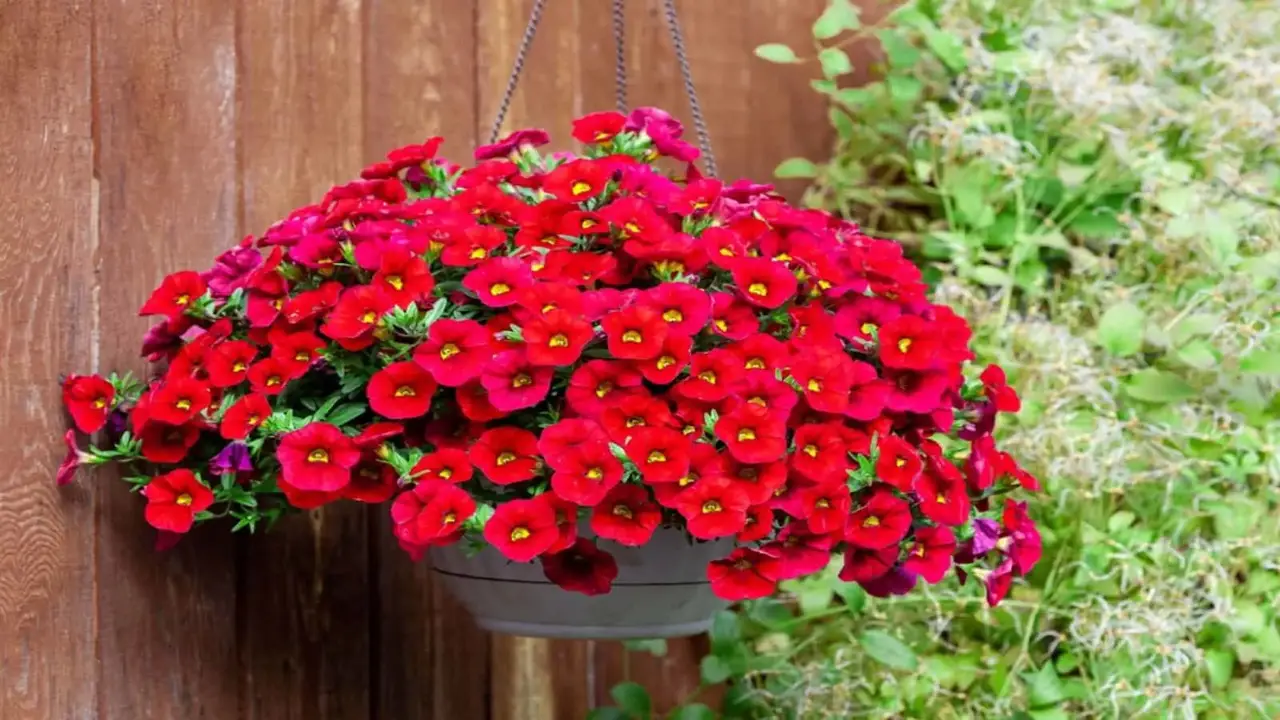 How To Keep Petunia Hanging Basket Care 10 Tips