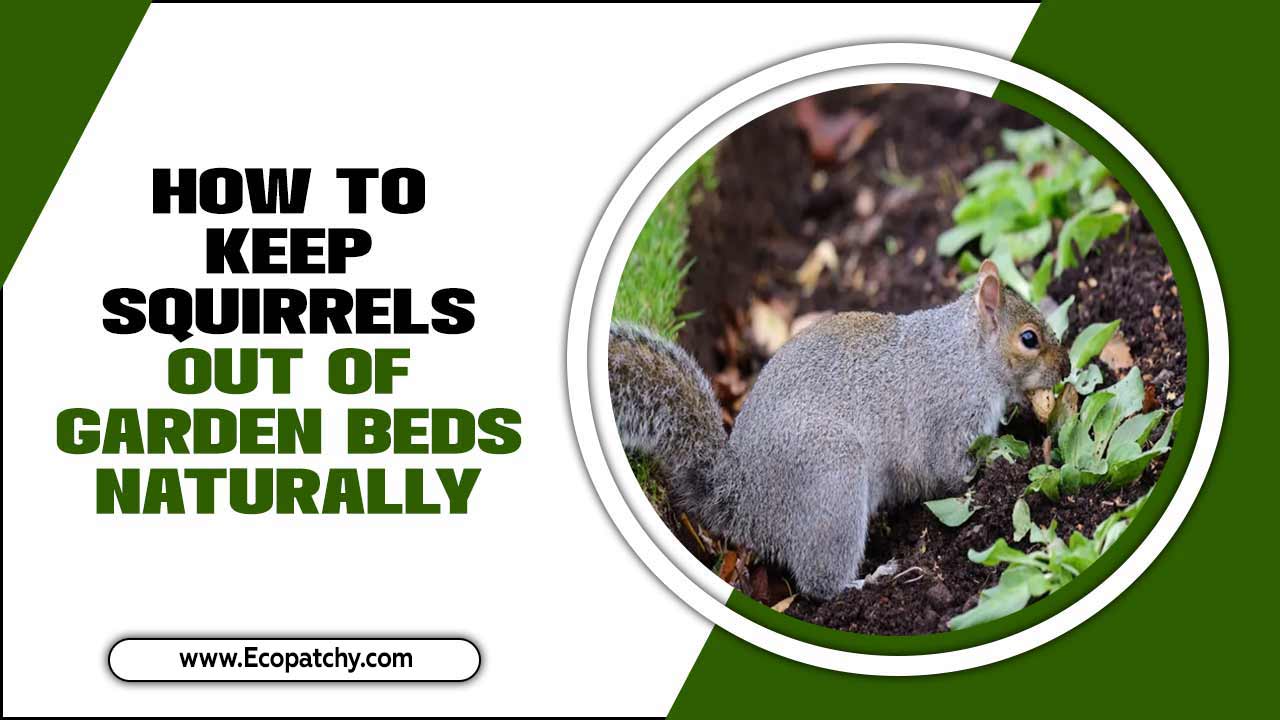How To Keep Squirrels Out Of Garden Beds Naturally