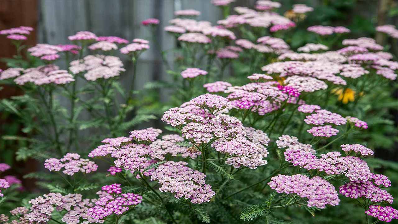 How To Keep Yarrow Blooming All Summer